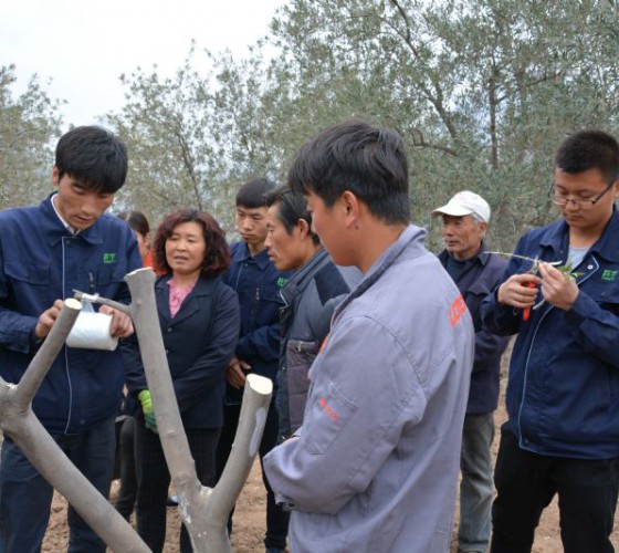 公司從產(chǎn)業(yè)鏈起始端著手，引進(jìn)良種優(yōu)苗，繁育基地苗圃，優(yōu)化樹(shù)種，以?xún)?yōu)質(zhì)的橄欖樹(shù)苗為生產(chǎn)特級(jí)初榨橄欖油提供基礎(chǔ)保障。在以自建萬(wàn)畝國(guó)家標(biāo)準(zhǔn)化油橄欖..